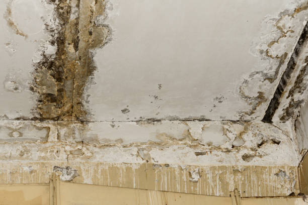 Reliable Elysburg, PA Mold Removal Solutions