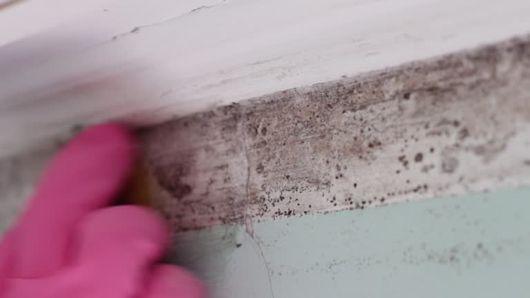 Mold Remediation for Vacation Homes in Elysburg, PA